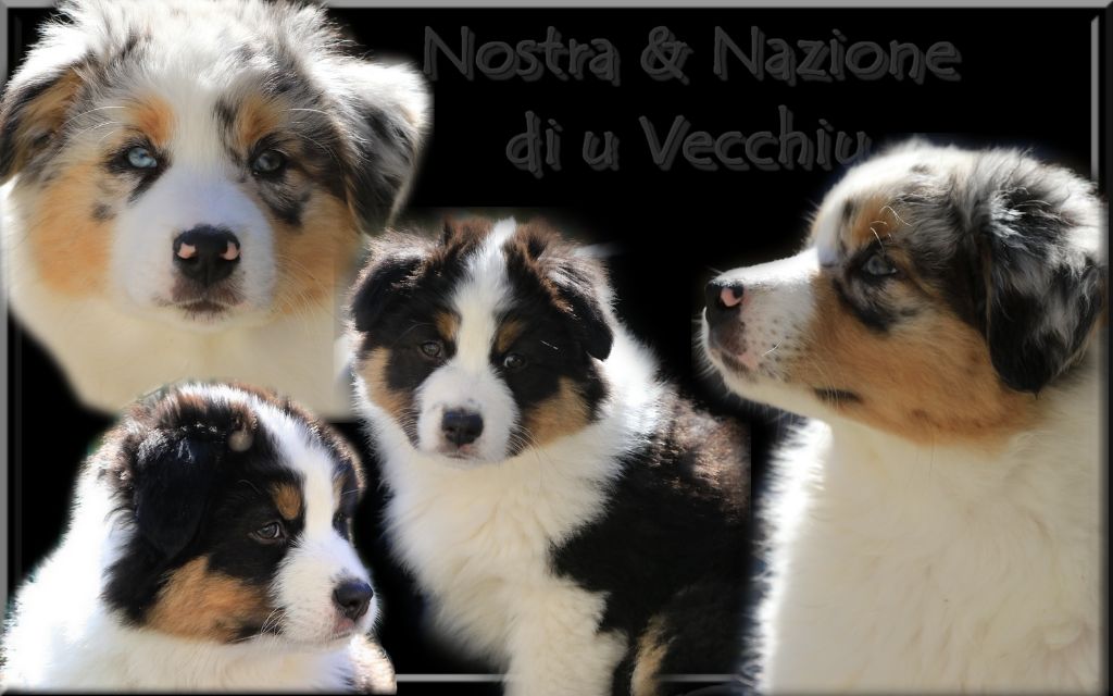 di u Vecchiu - Nos nouveaux espoirs : Nostra & Nazione