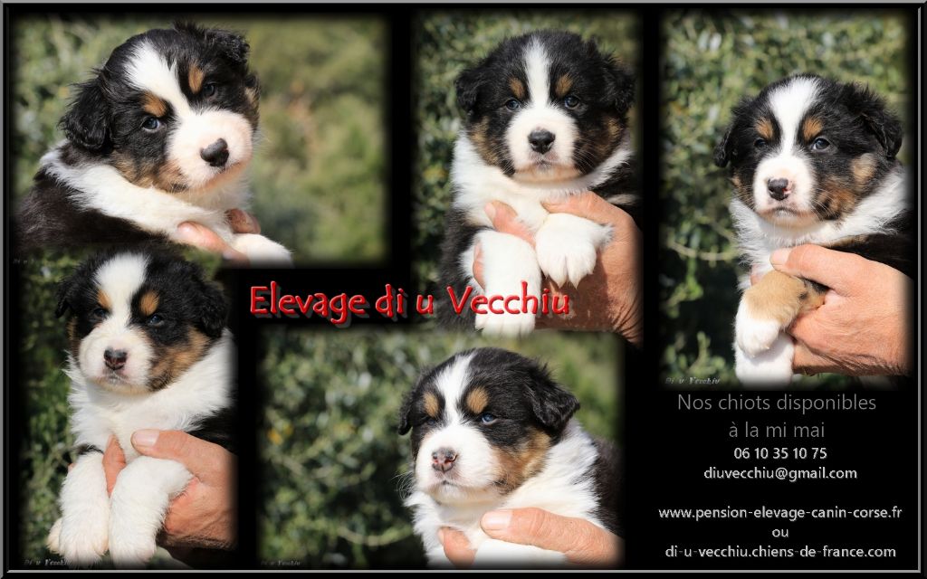 di u Vecchiu - Nos bébés disponibles dans un mois !