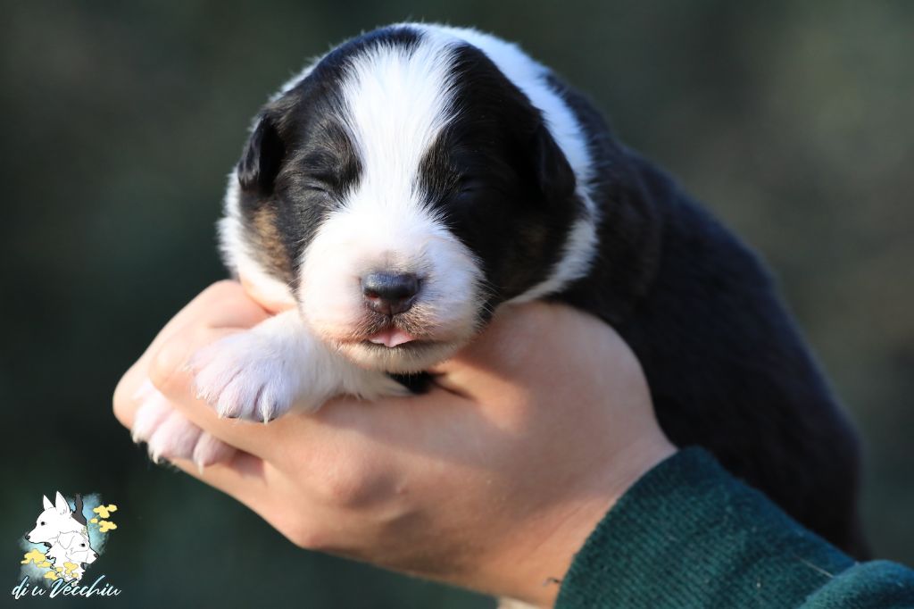 di u Vecchiu - Chiot disponible  - Berger Australien