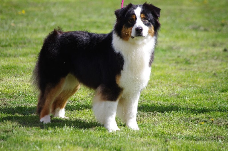 Ghjandulina di u Vecchiu