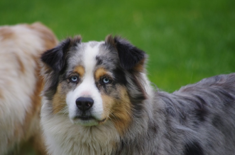 Guiness di u Vecchiu