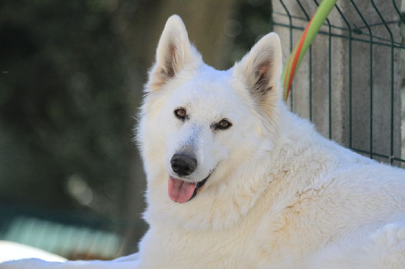 Good night white di u Vecchiu
