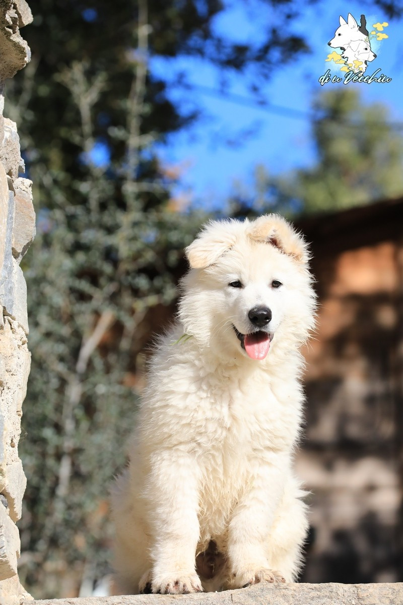 Accende u Core di u Vecchiu, notre petit dernier disponible pour la meilleure des familles.