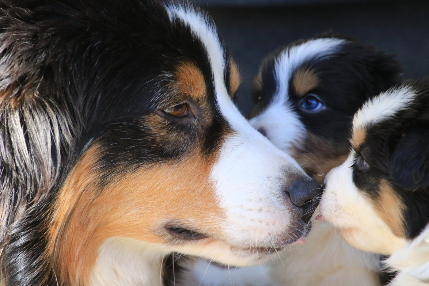 Il n'y a plus de chiot disponible mais... 2026 prévoit de jolies choses !