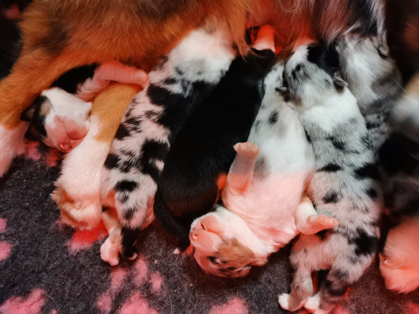 Nouvelle année, nouveau message concernant les disponibilités de nos chiots.