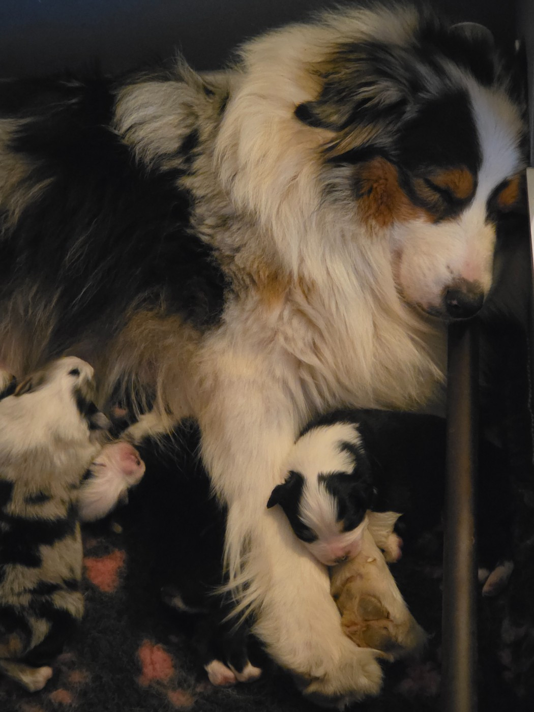 di u Vecchiu - Ils ont 10 jours, est venu le temps des présentations !