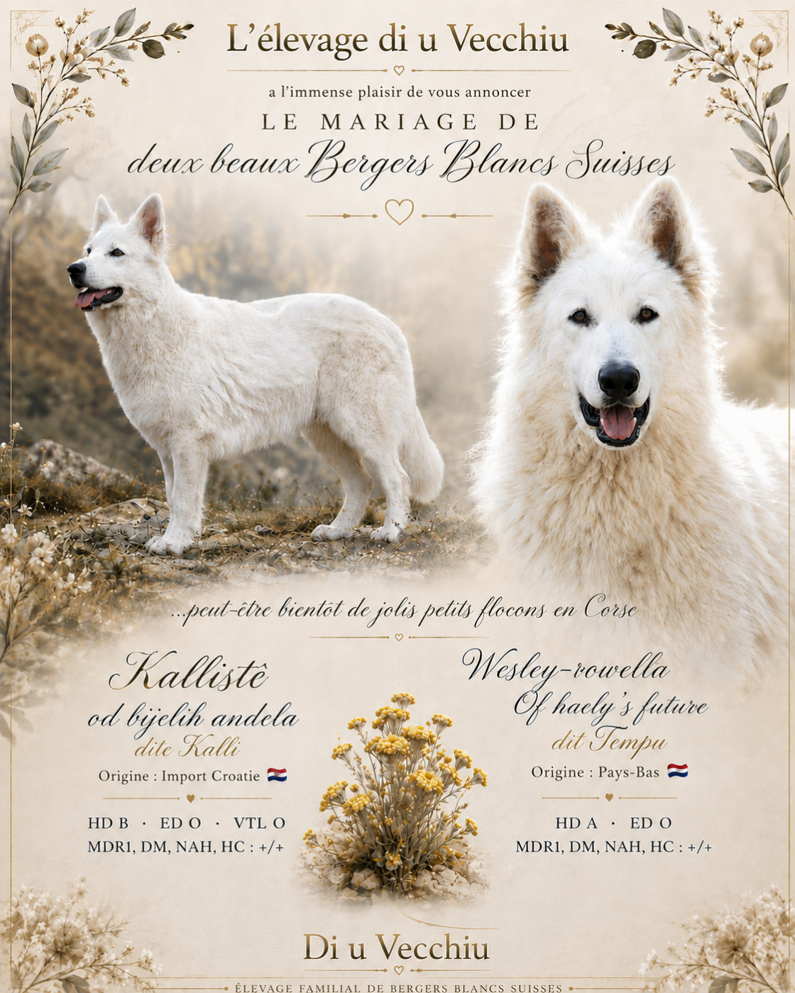 Une portée à naître bientôt !