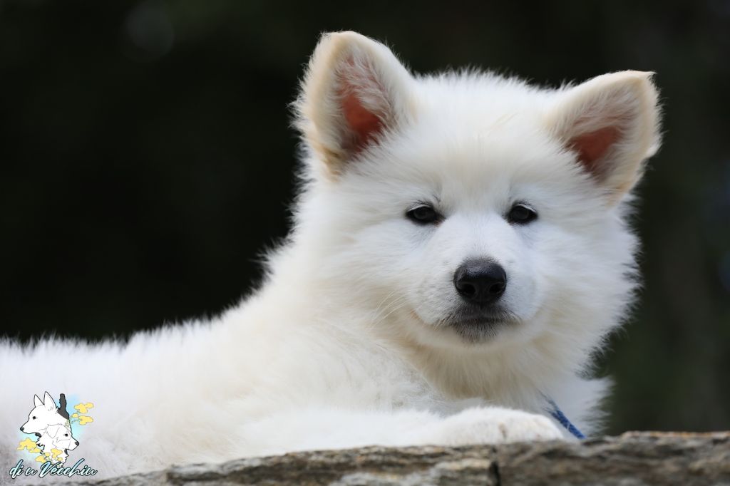 di u Vecchiu - Chiots disponibles - Berger Blanc Suisse