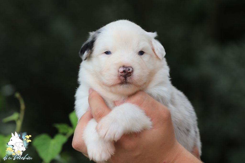 di u Vecchiu - Chiots disponibles - Berger Australien