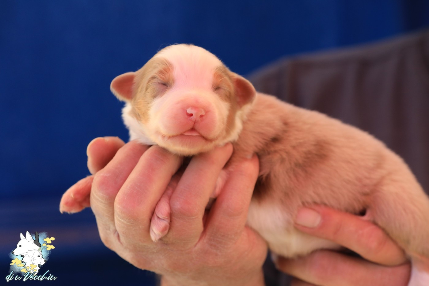 di u Vecchiu - Chiots disponibles - Berger Australien