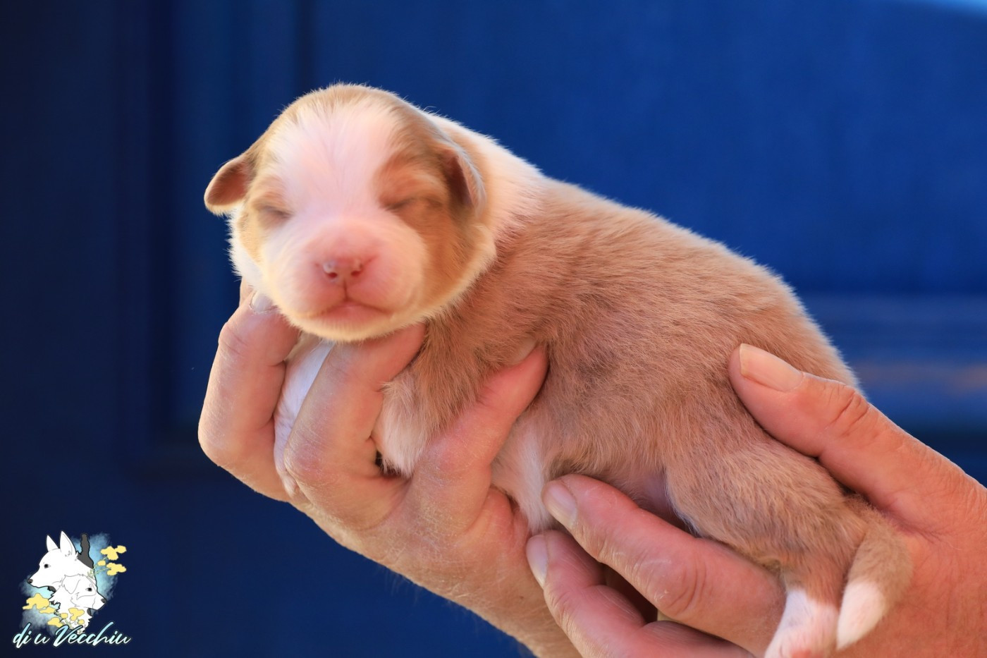 di u Vecchiu - Chiots disponibles - Berger Australien
