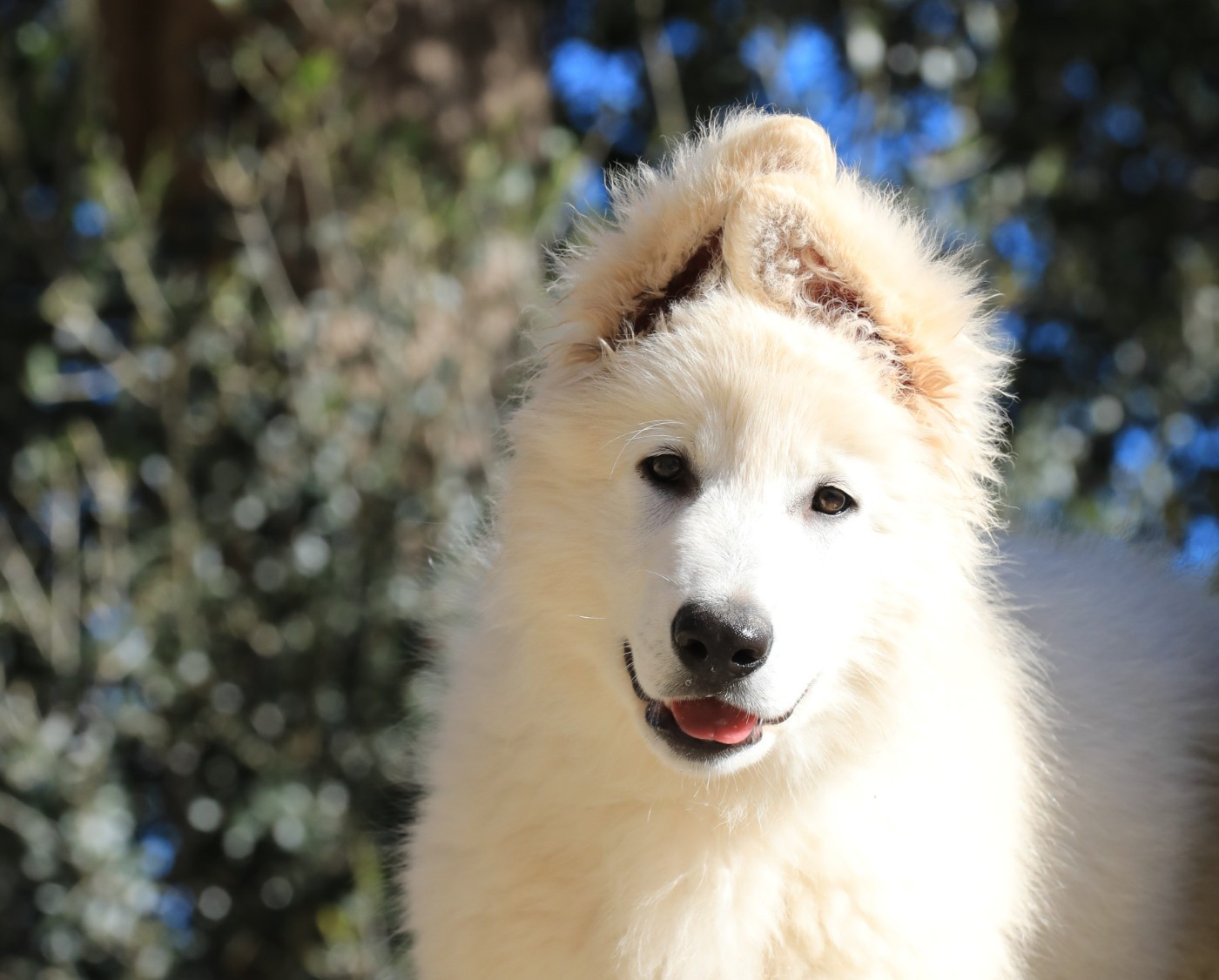 di u Vecchiu - Chiots disponibles - Berger Blanc Suisse