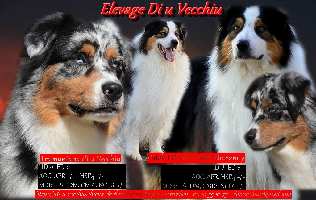 di u Vecchiu - Berger Australien - Portée née le 19/01/2026