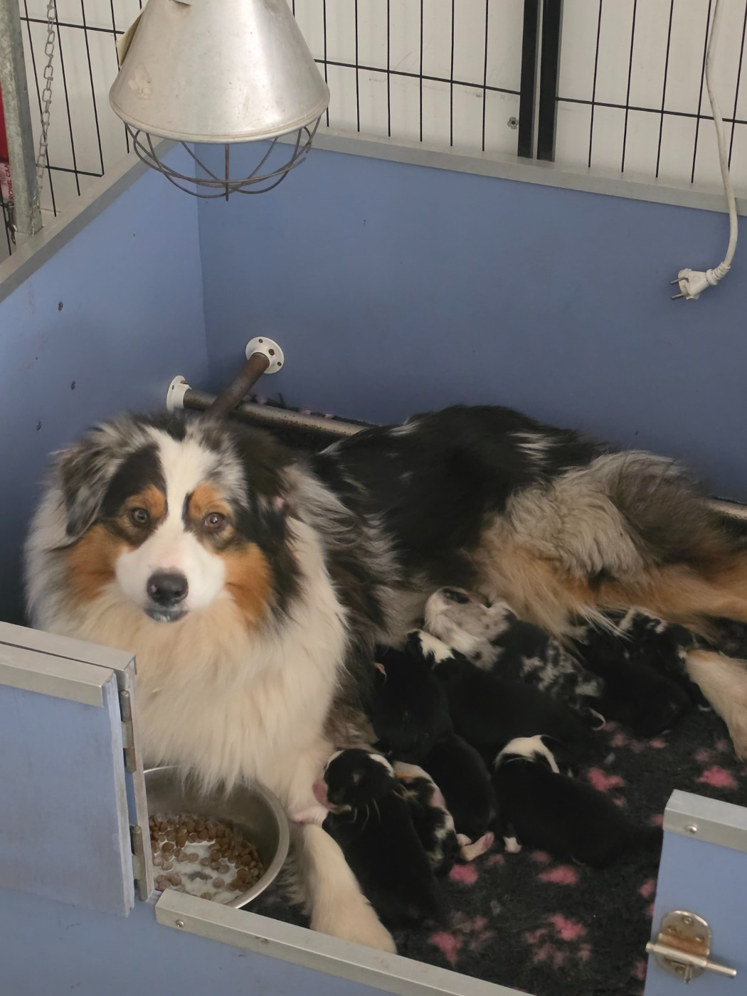 Chiot Berger Australien di u Vecchiu