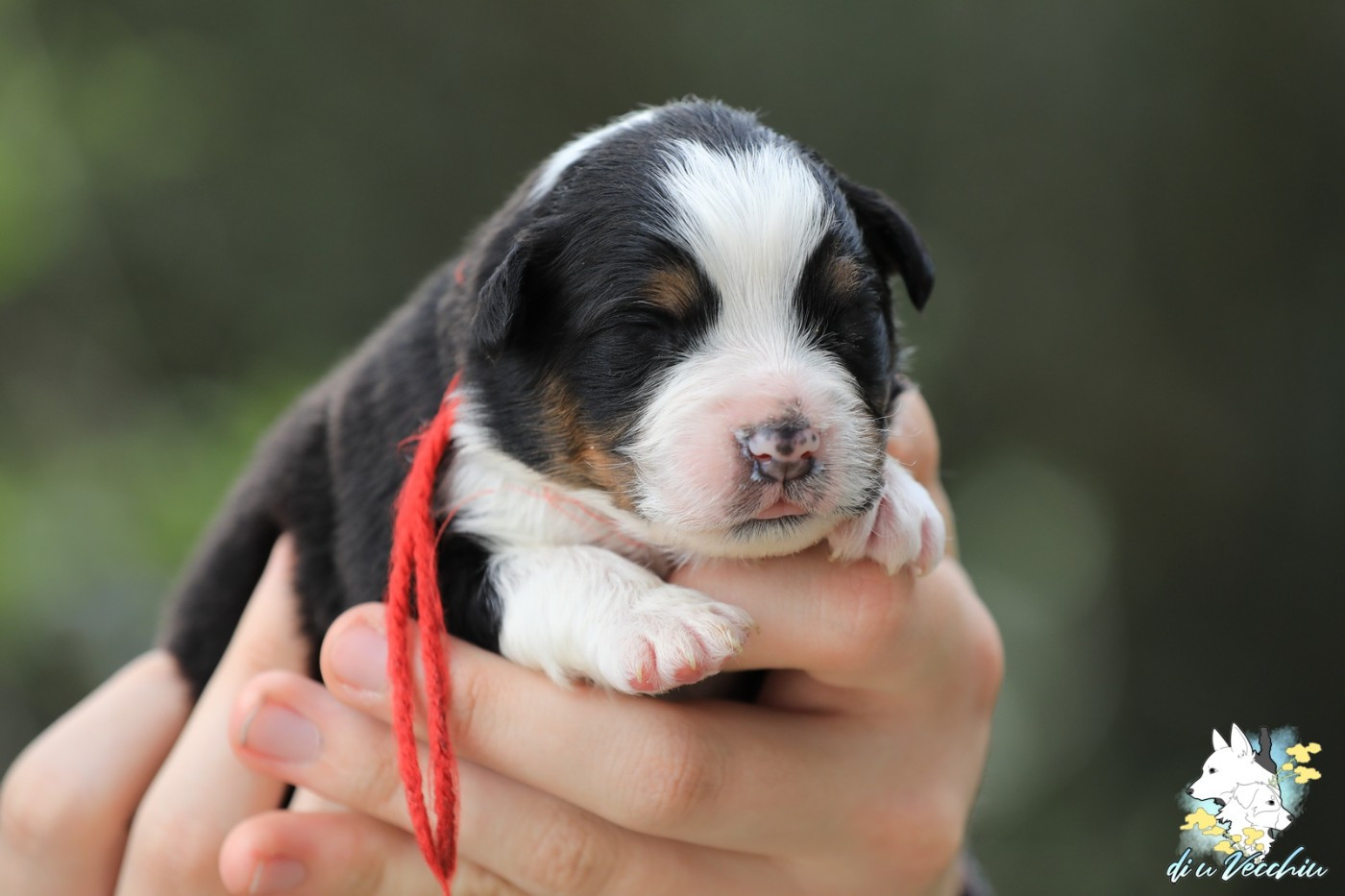 di u Vecchiu - Chiots disponibles - Berger Australien