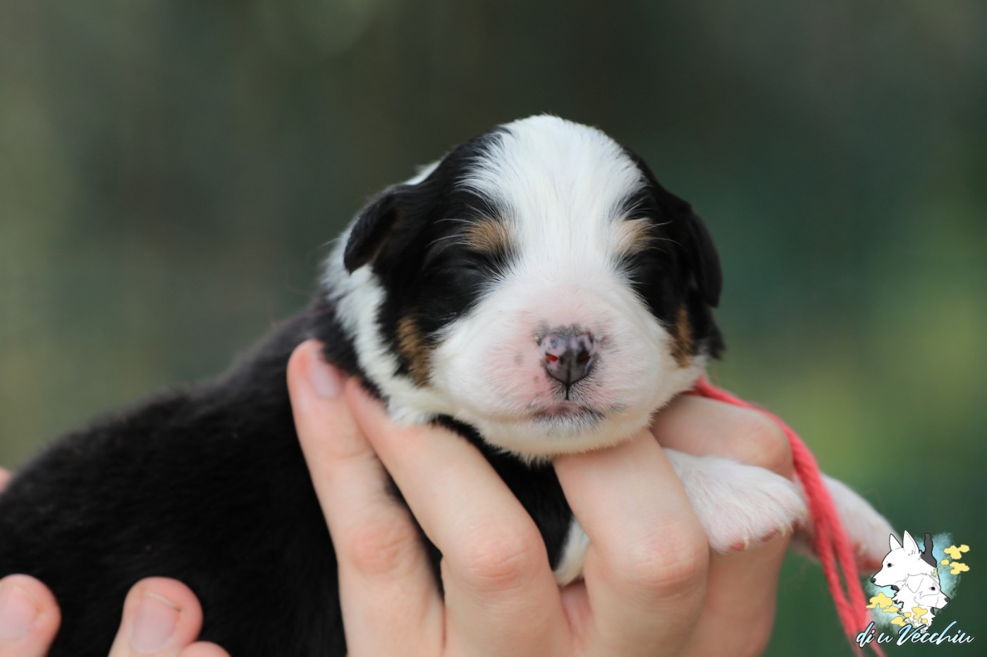 di u Vecchiu - Chiots disponibles - Berger Australien