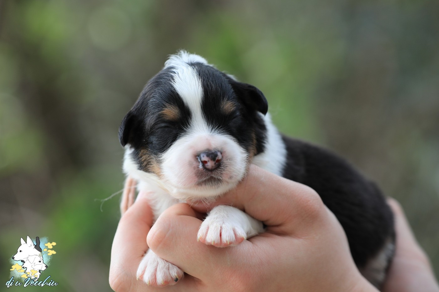 di u Vecchiu - Chiots disponibles - Berger Australien