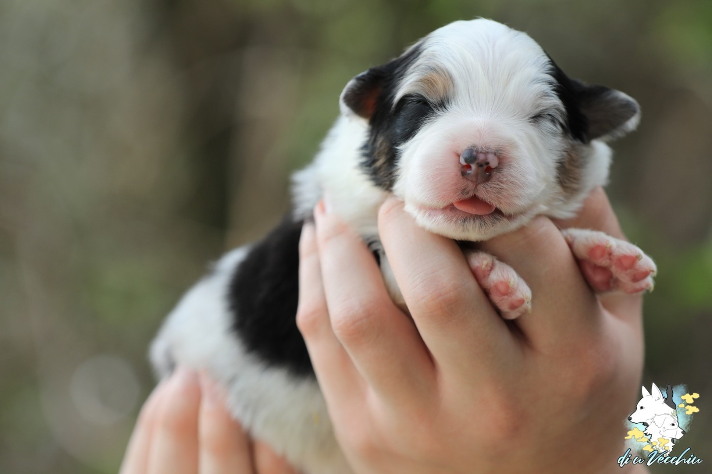 di u Vecchiu - Chiots disponibles - Berger Australien