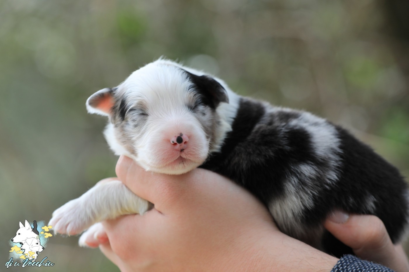 di u Vecchiu - Chiots disponibles - Berger Australien