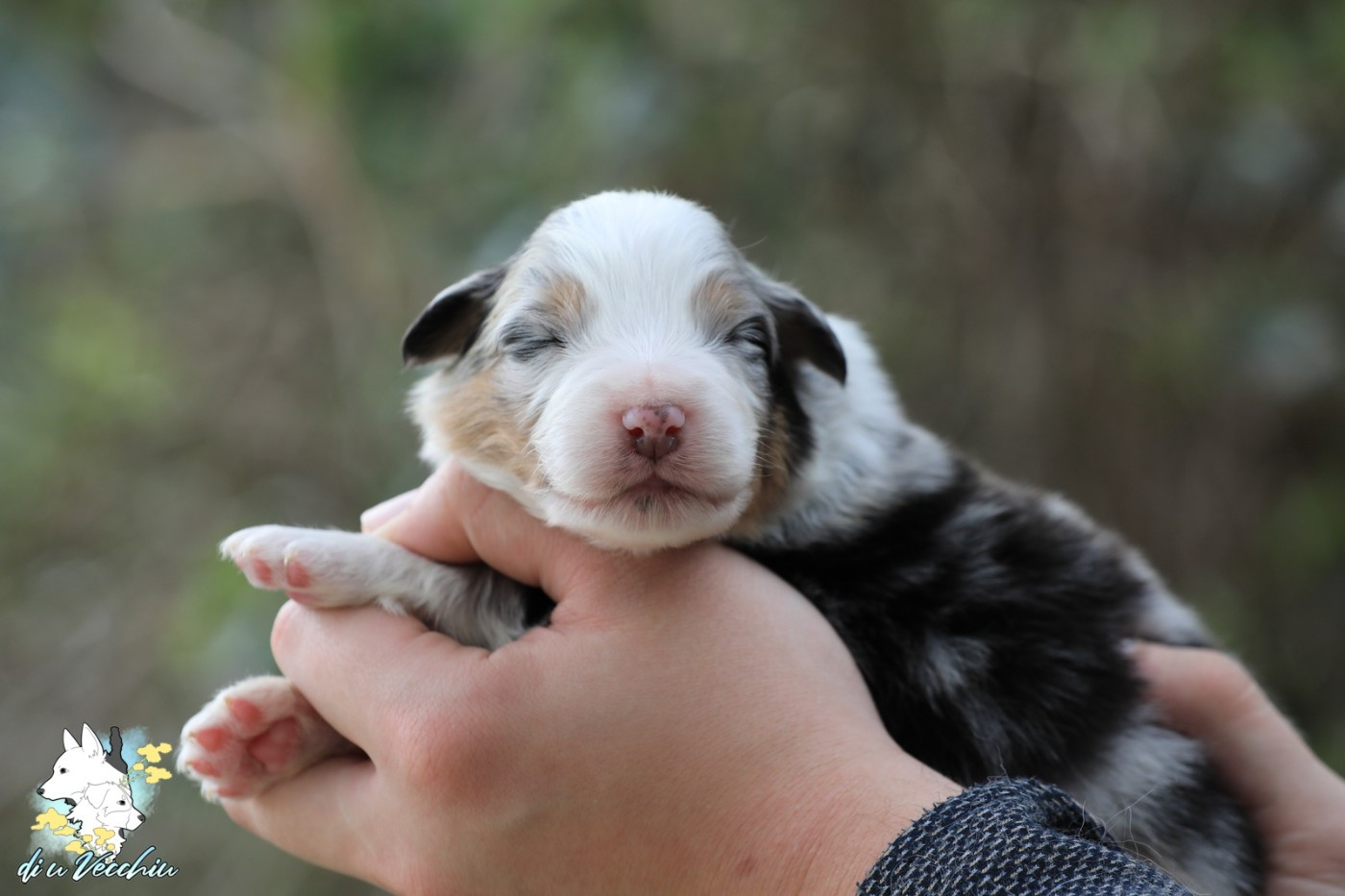 di u Vecchiu - Chiots disponibles - Berger Australien