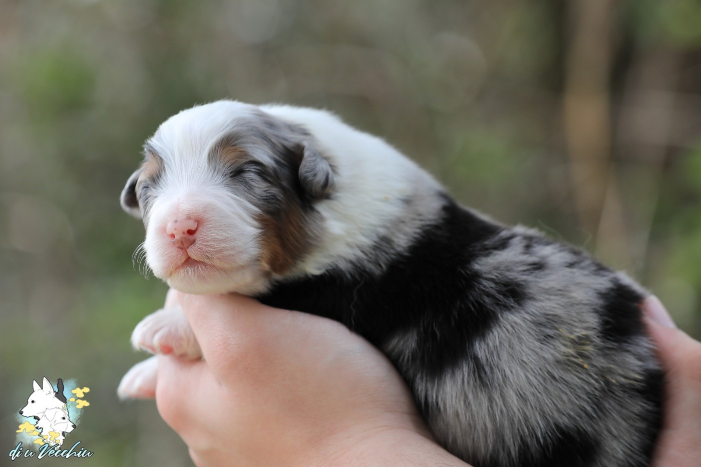 di u Vecchiu - Chiots disponibles - Berger Australien