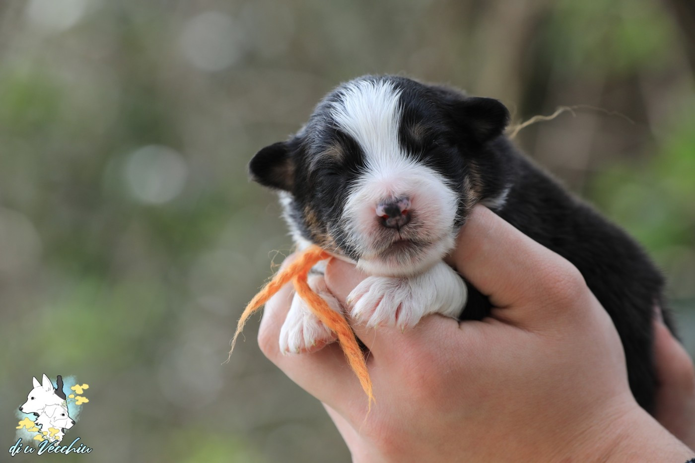 di u Vecchiu - Chiots disponibles - Berger Australien