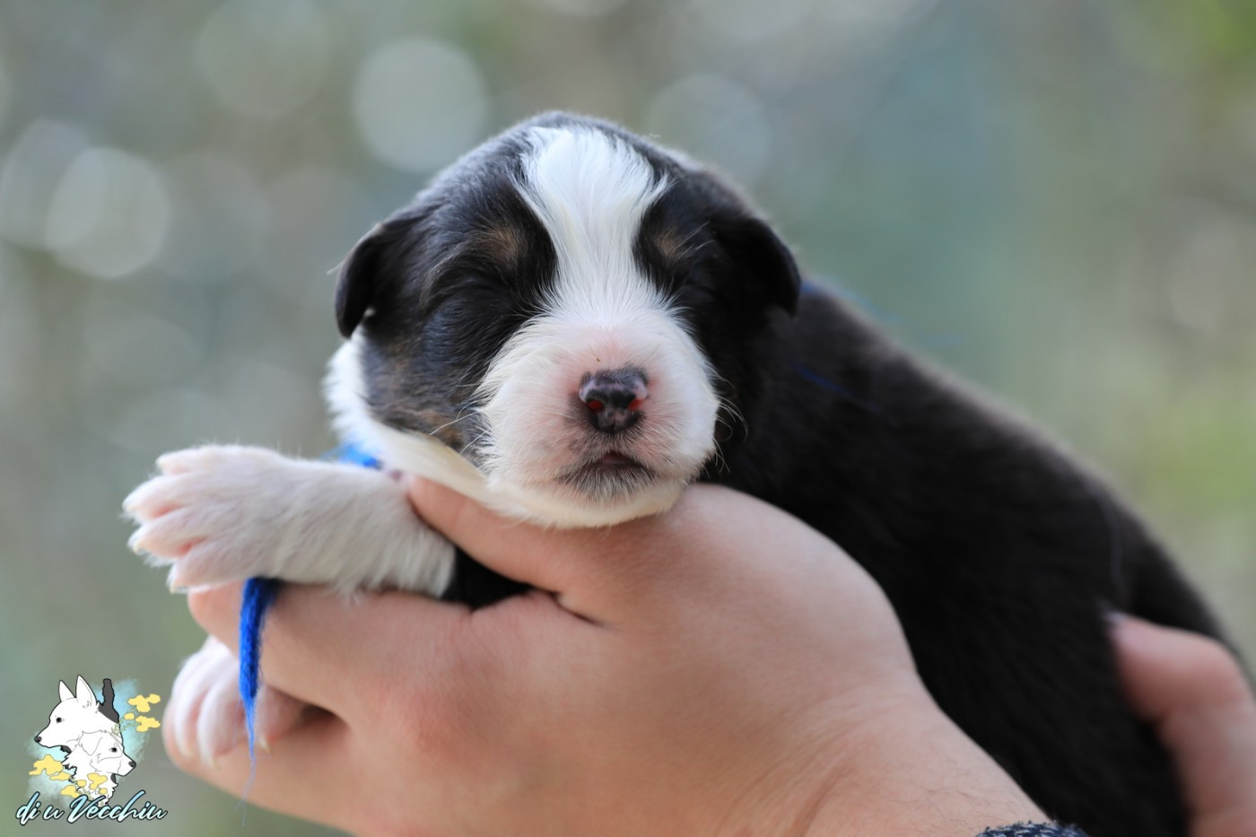 di u Vecchiu - Chiots disponibles - Berger Australien