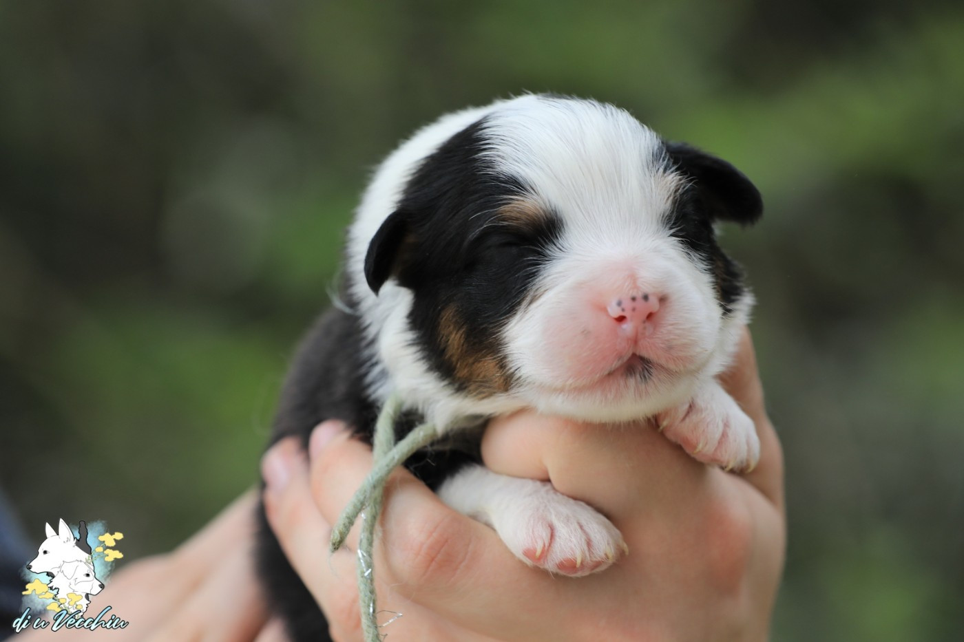 di u Vecchiu - Chiots disponibles - Berger Australien