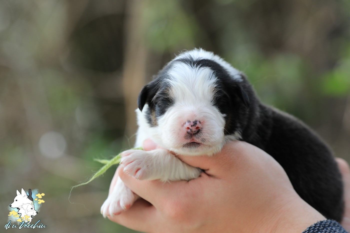 di u Vecchiu - Chiots disponibles - Berger Australien