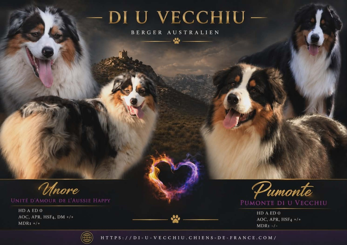 di u Vecchiu - Berger Australien - Portée née le 19/03/2026