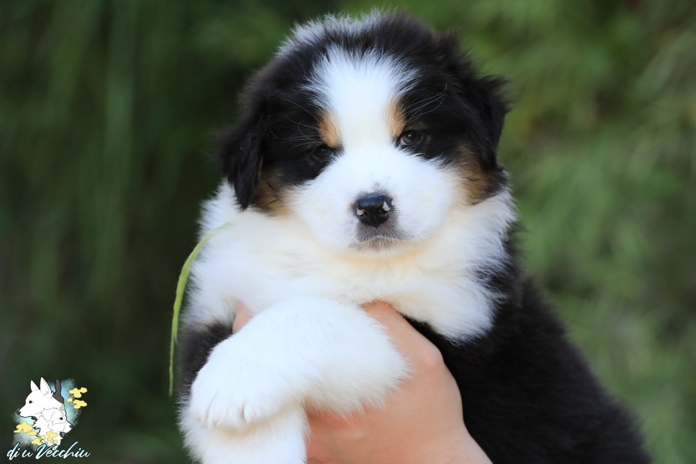 di u Vecchiu - Chiots disponibles - Berger Australien