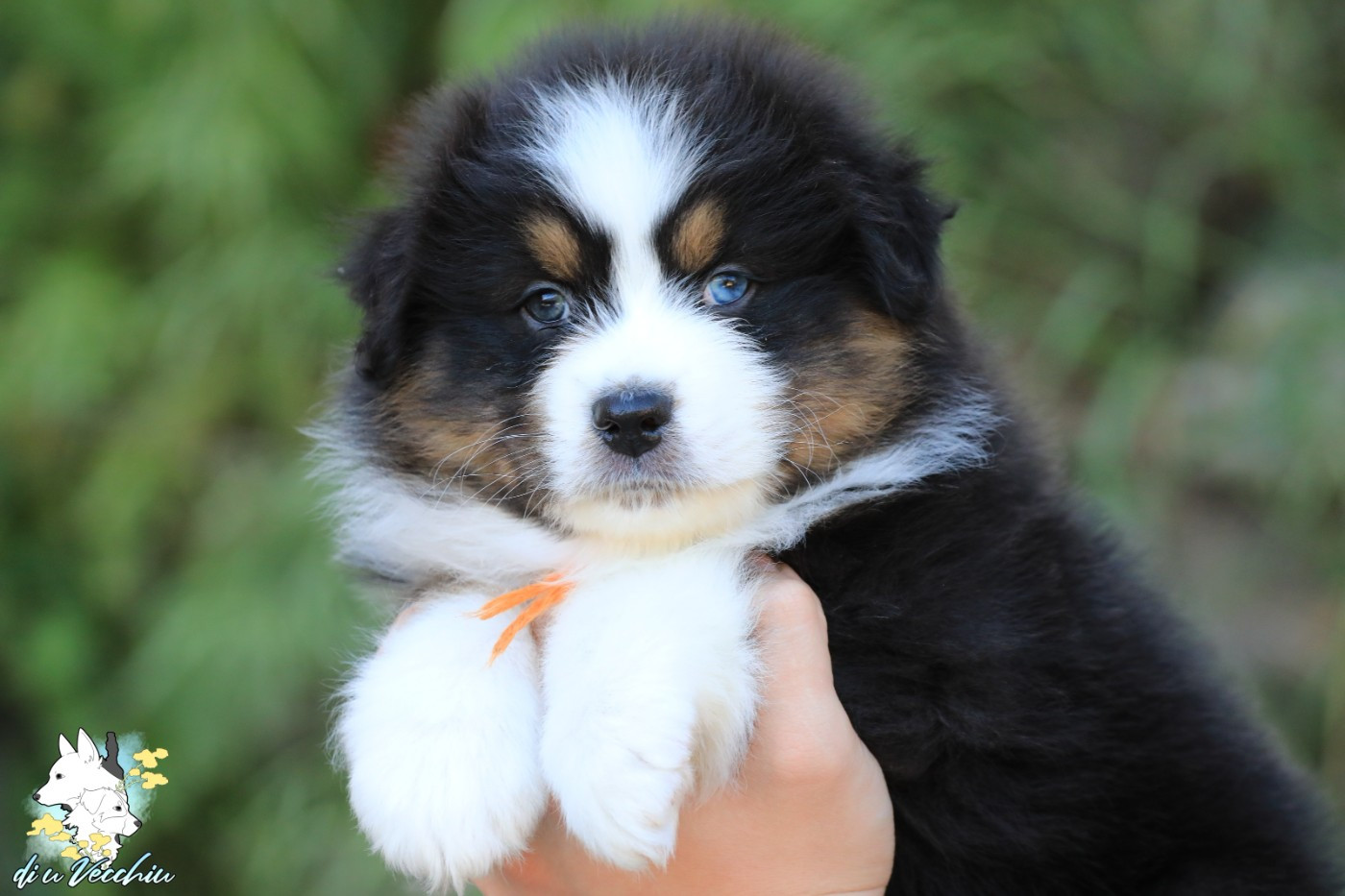 di u Vecchiu - Chiots disponibles - Berger Australien