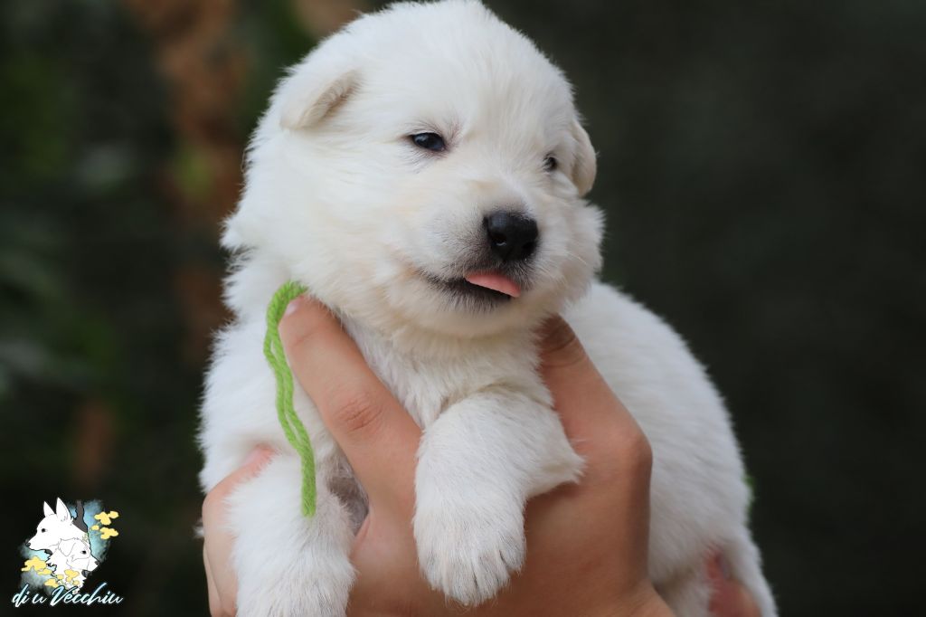 di u Vecchiu - Chiots disponibles - Berger Blanc Suisse