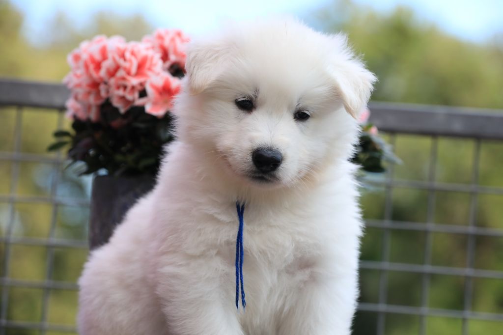 di u Vecchiu - Chiots disponibles - Berger Blanc Suisse