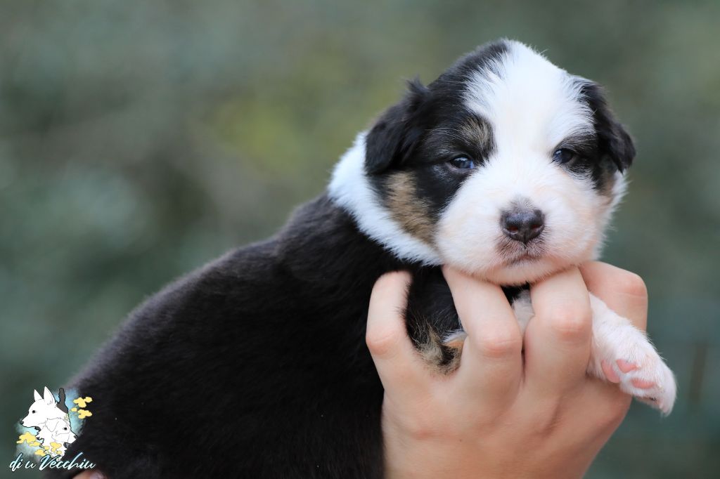di u Vecchiu - Chiots disponibles - Berger Australien