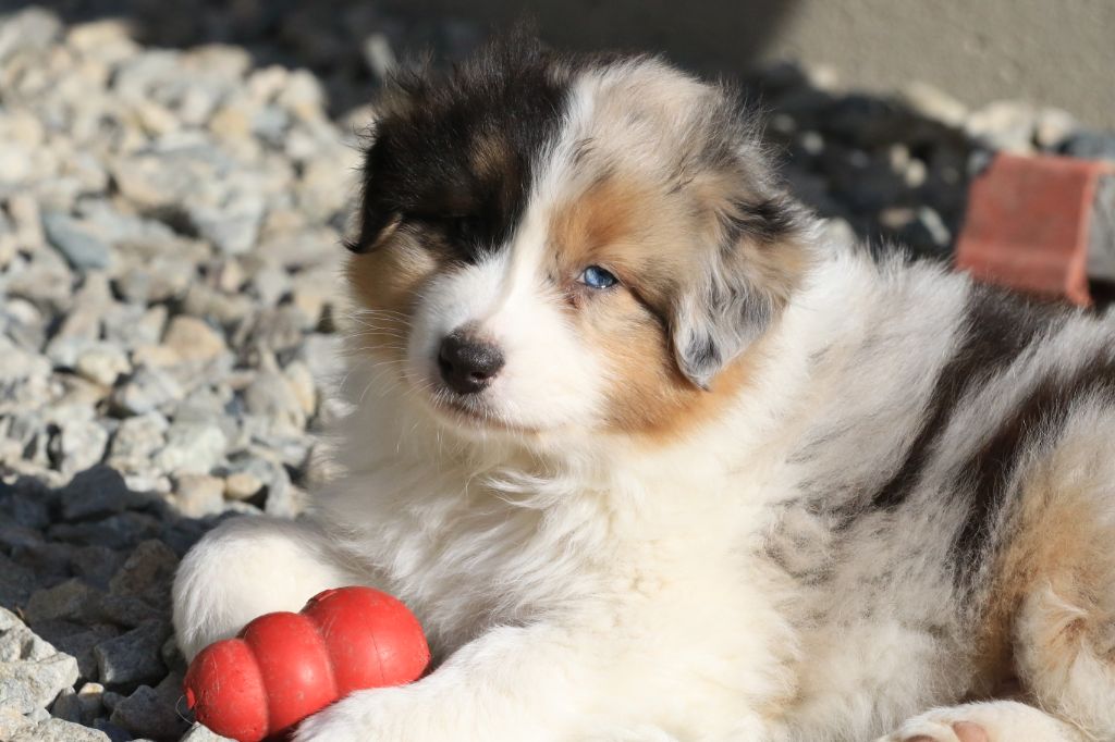 Chiot Berger Australien di u Vecchiu