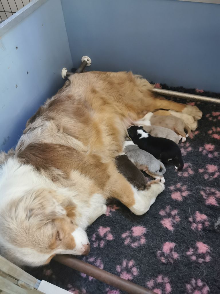 di u Vecchiu - Chiots disponibles - Berger Australien
