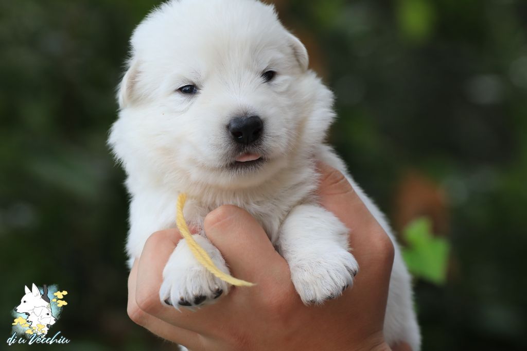 di u Vecchiu - Chiots disponibles - Berger Blanc Suisse