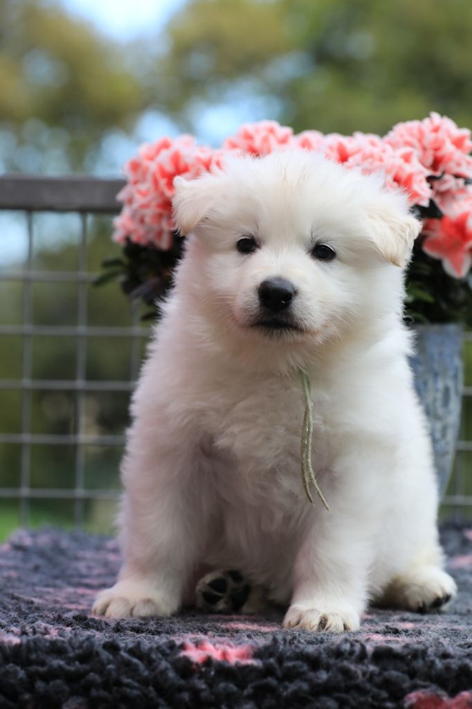 di u Vecchiu - Chiots disponibles - Berger Blanc Suisse