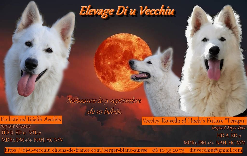 di u Vecchiu - Berger Blanc Suisse - Portée née le 09/09/2025