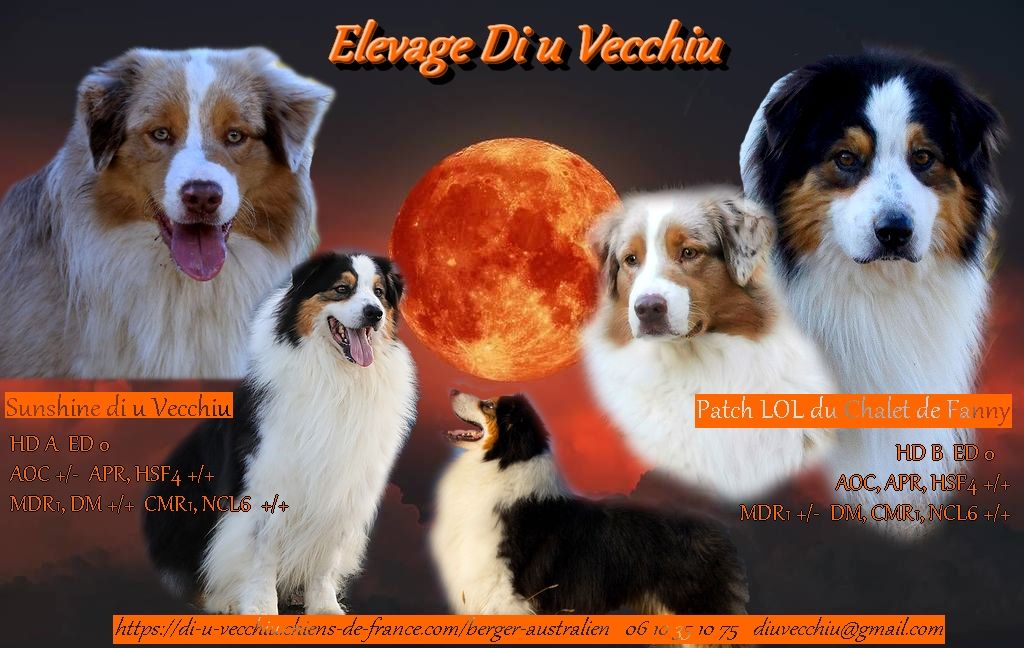 Chiot Berger Australien di u Vecchiu
