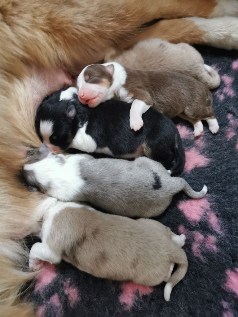 di u Vecchiu - Chiots disponibles - Berger Australien