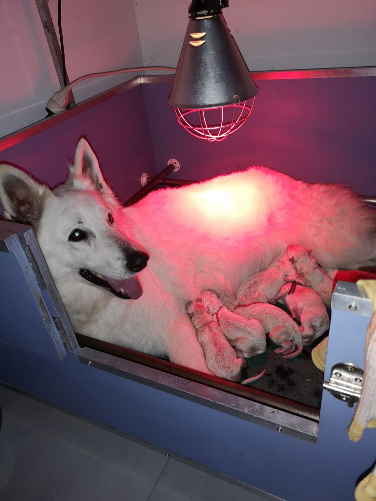 di u Vecchiu - Berger Blanc Suisse - Portée née le 18/02/2020
