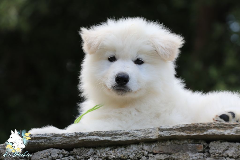 di u Vecchiu - Chiots disponibles - Berger Blanc Suisse