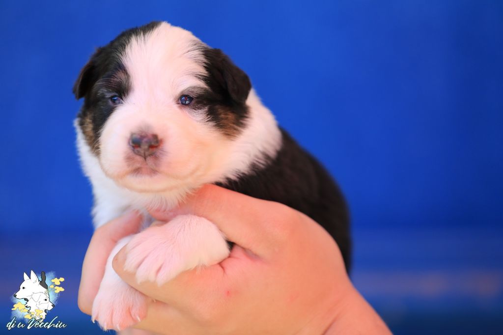 di u Vecchiu - Chiots disponibles - Berger Australien