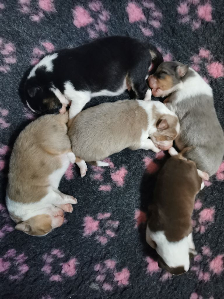 di u Vecchiu - Chiots disponibles - Berger Australien