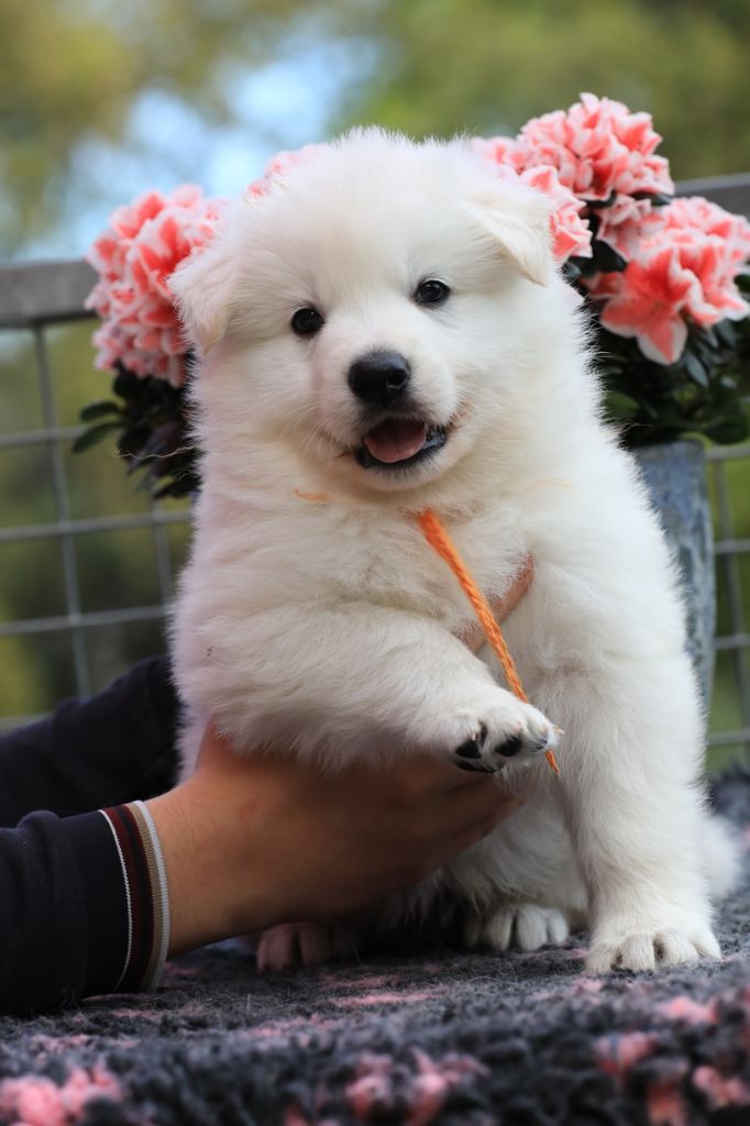 di u Vecchiu - Chiots disponibles - Berger Blanc Suisse