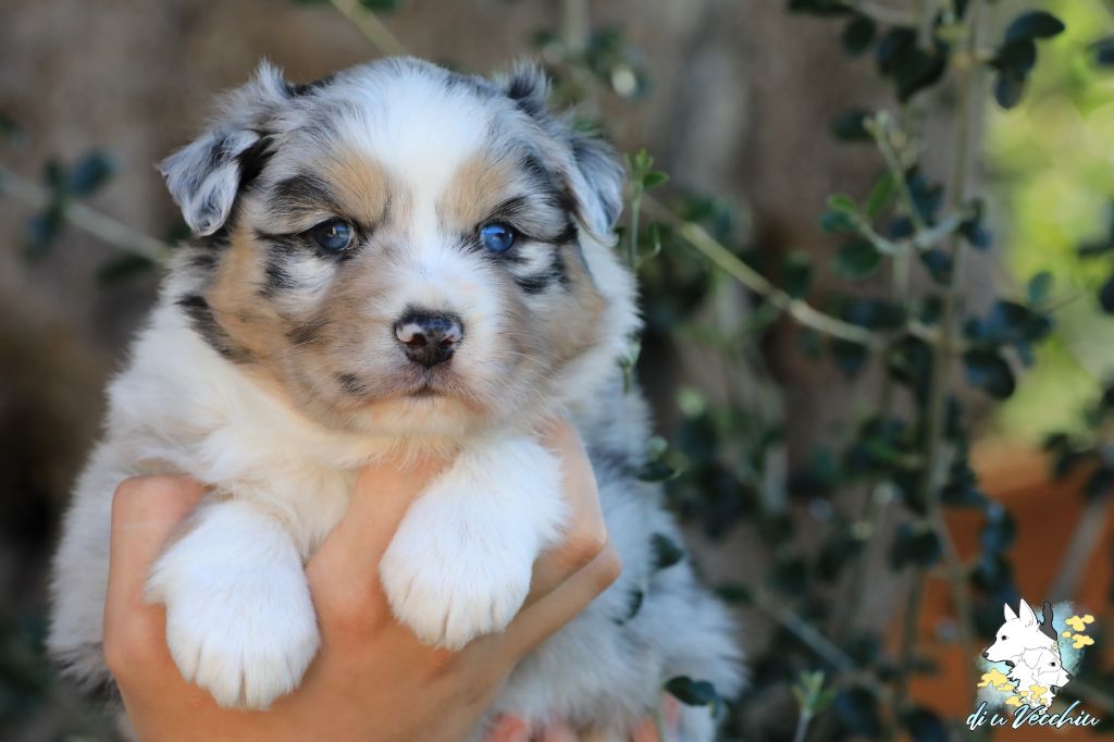 di u Vecchiu - Chiots disponibles - Berger Australien
