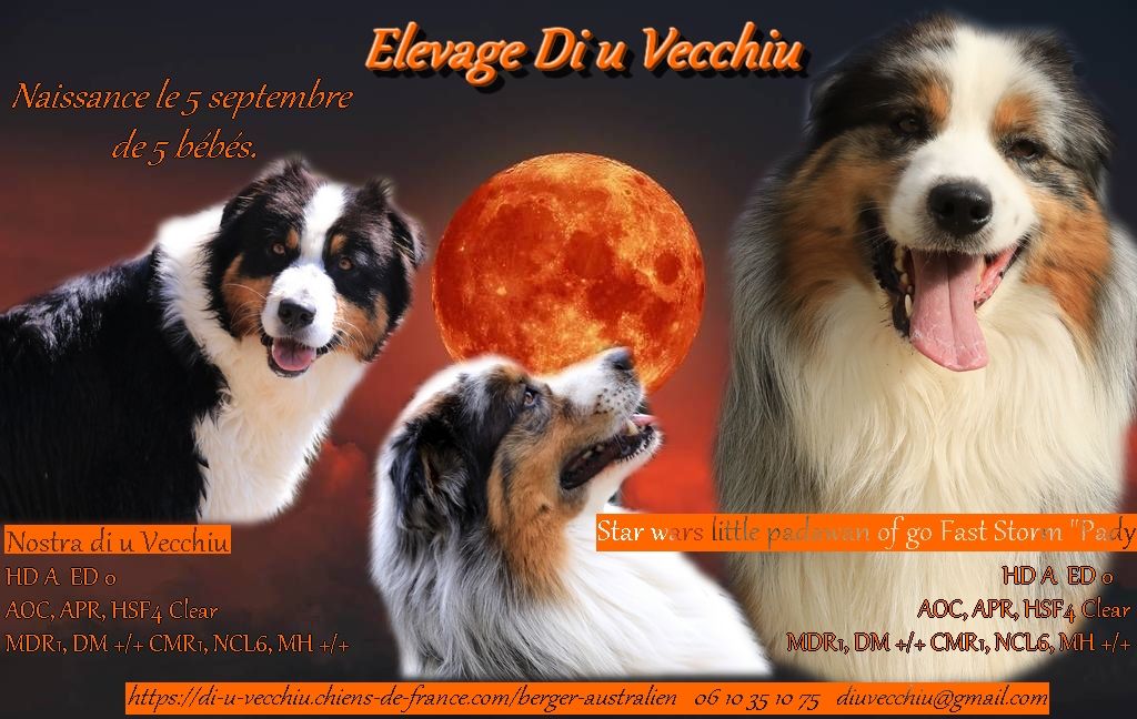 di u Vecchiu - Berger Australien - Portée née le 05/09/2025
