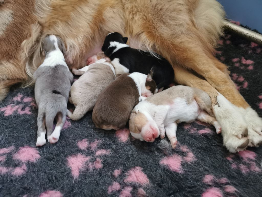 di u Vecchiu - Chiots disponibles - Berger Australien